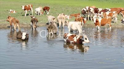 cows on river