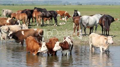 farm animals on river spring scene