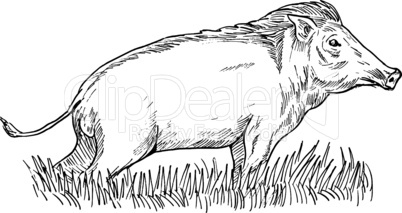 wild boar sketch retro