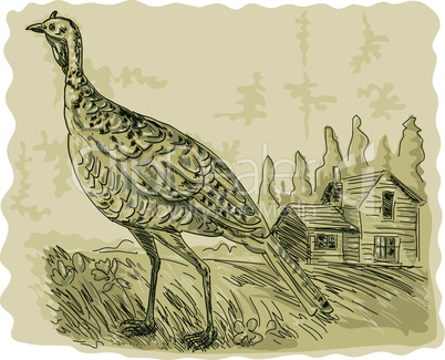 wild turkey house prarie retro