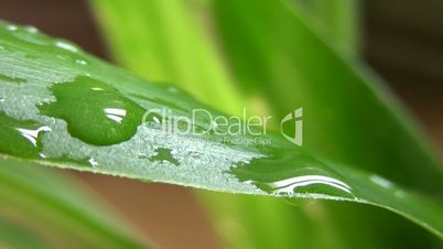 Water-drops on leaf