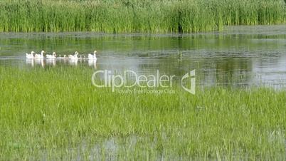 geese family swimming spring scene