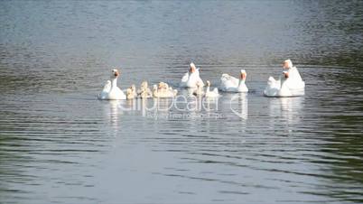 geese swimming farm scene