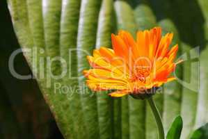 orange blume mit blatt