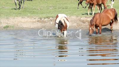 horse splash and drink water