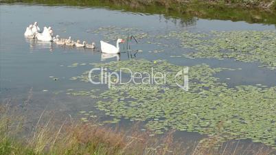 white geese swimming in pond