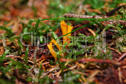 pilz koralle aus dem wald