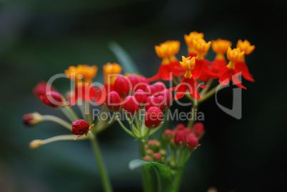 rot orange bluete aus dem regenwald