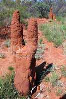 Australian termitary