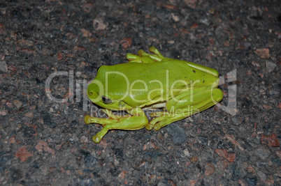 Tree frog