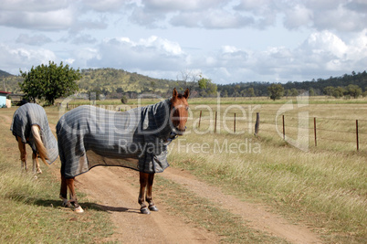 Horses on the farm