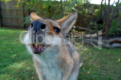 Hungry wallaby