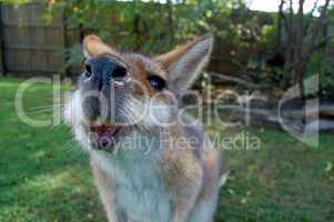 Hungry wallaby