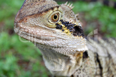 Australian lizard