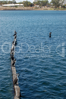 Birds at town pier