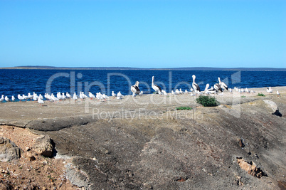 Birds on pier