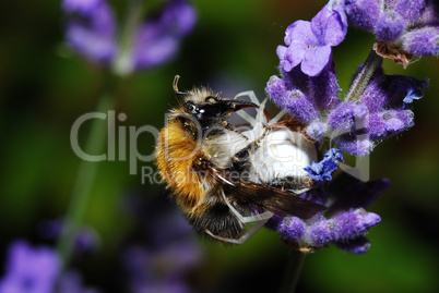 spinne frisst hummel