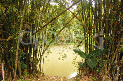 Bamboo and river