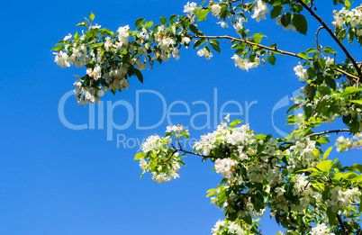 Blooming apple tree