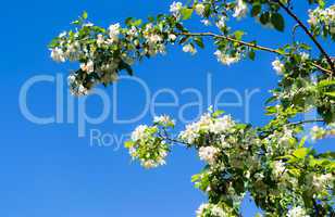 Blooming apple tree