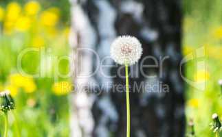 Dandelion on lawn at forest