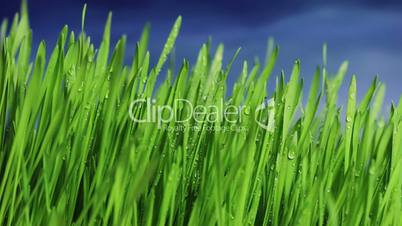 Grass