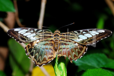 grosser bunter schmetterling