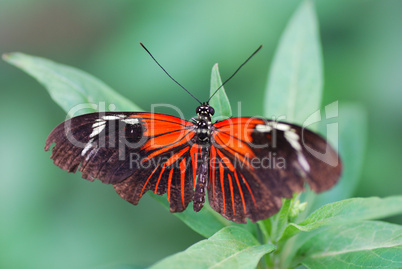 rot schwarzer schmetterling