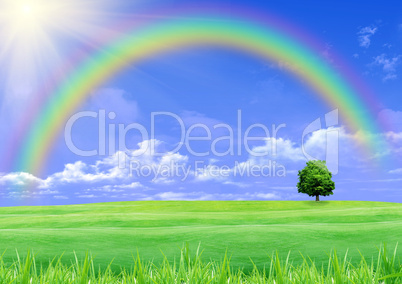 Rainbow over a green glade