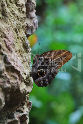 schmetterling auf felsen