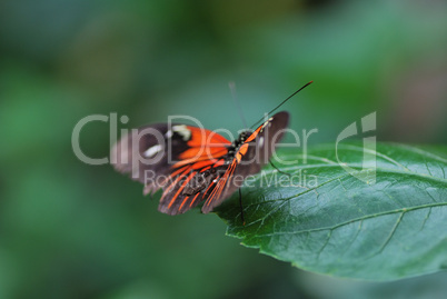 roter schmetterling