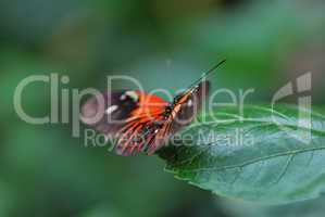 roter schmetterling
