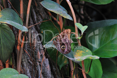 grosser brauner schmetterling