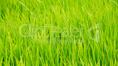 Green grass background texture straight