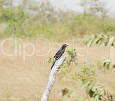 Smooth-billed Ani (Crotophaga ani) perched on a branch