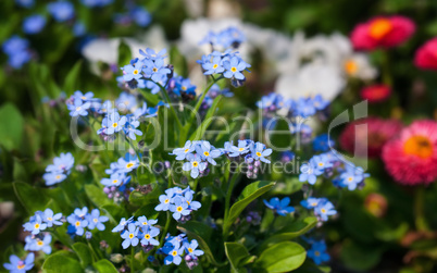 forget me not