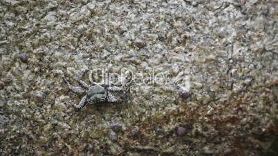Crab crawling on rock under waves