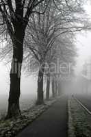 Baumreihe mit Straße im Nebel