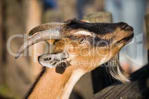 Domestic Goat