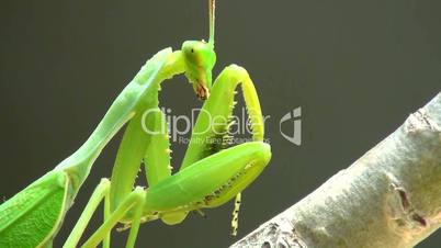 Gottesanbeterin (Mantis religiosa)