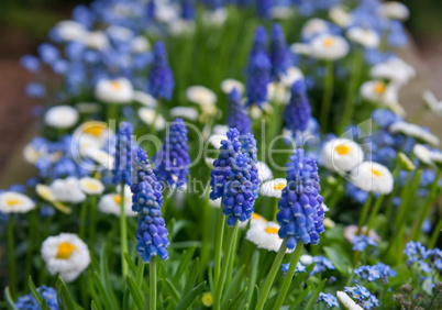 blue muscari