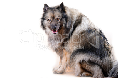 Wolfsspitz Hund Portrait