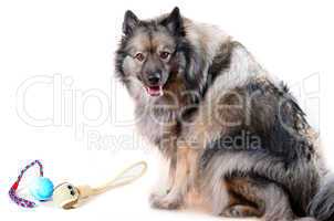 Wolfsspitz Hund mit Spielzeug
