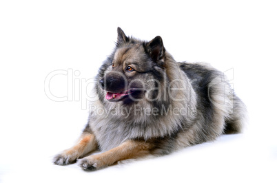 Wolfsspitz Hund Portrait liegt