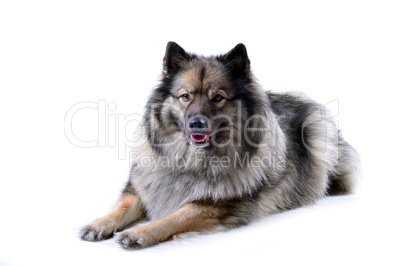 Wolfsspitz Hund Portrait liegt