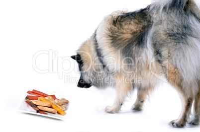 Wolfsspitz Hund mit Futter