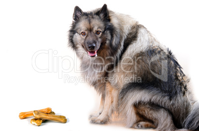 Wolfsspitz Hund mit Knochen