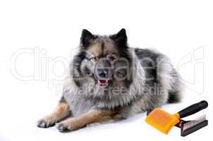 Wolfsspitz Hund Portrait Bürste