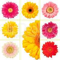 Frühlingsblumen Collage