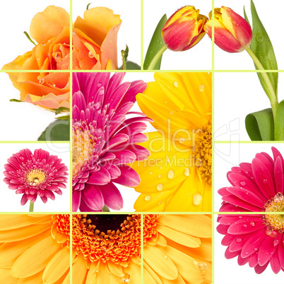 Frühlingsblumen Collage